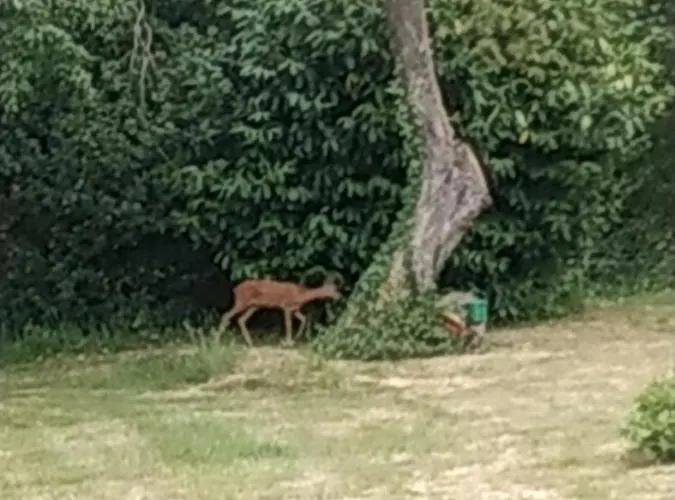 Du Campreux Bed & Breakfast 3*