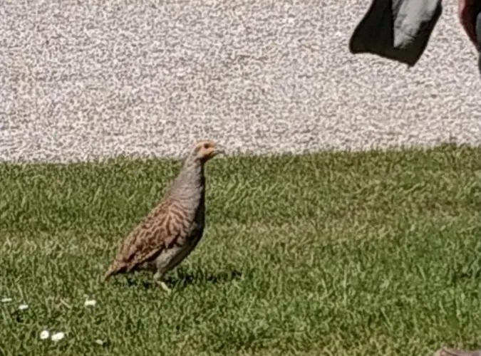 Du Campreux 3* Thoix